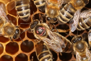 Bienenkönigin umgeben von Ammenbienen